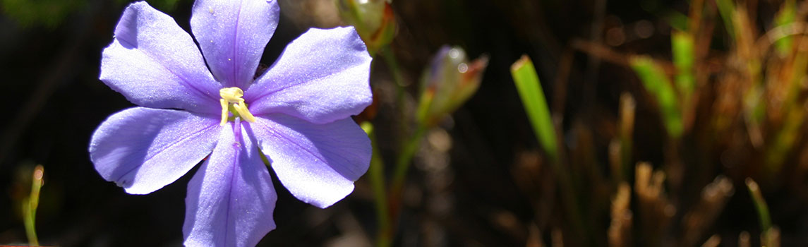 Le Paradis Penthouse Apartment